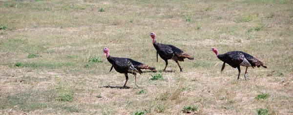 Três Perus Selvagens Andando Campo Grama Seca Califórnia Imagem De Stock