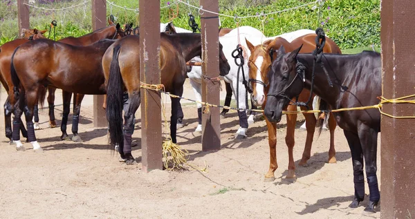 Skupina Polo Koní Kteří Čekají Zápas — Stock fotografie