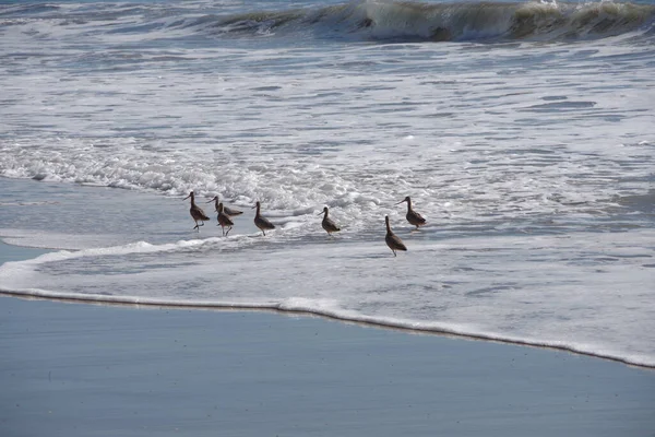 Oiseaux Bécasseaux Sur Plage Océanique Cherchant Nourriture Dans Sable Des — Photo