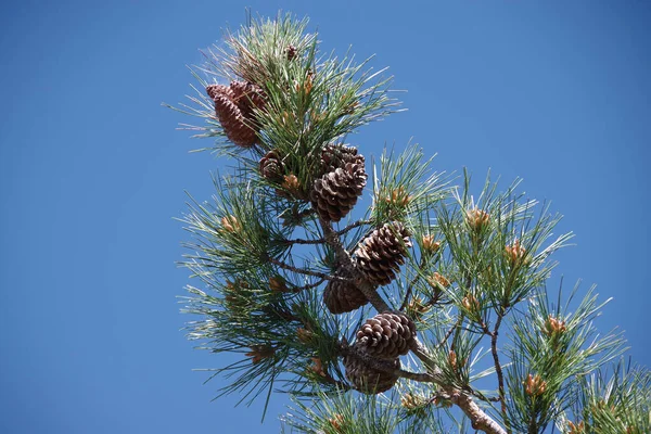 青い春の空の下で松のコーンと小枝 — ストック写真