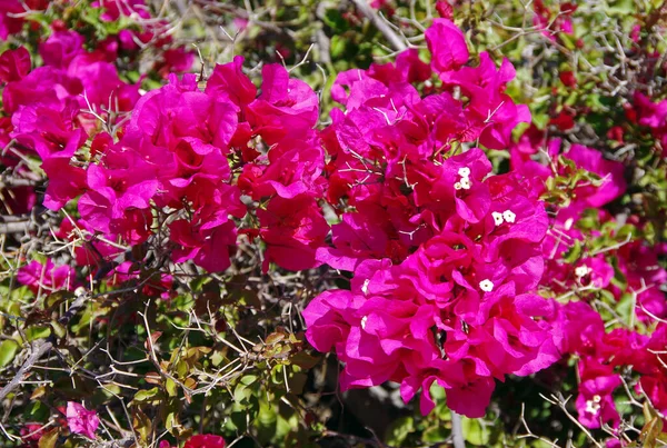 Vista Cerca Las Flores Frescas Buganvillas Primavera —  Fotos de Stock