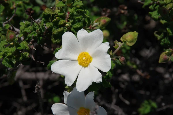 Bílý Keř Květ Květy Kalifornii Brzy Jaře — Stock fotografie