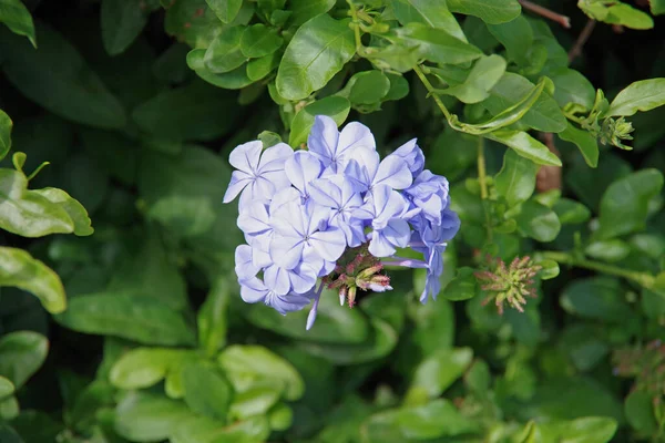 Flores Plumbago Azul Plumbago Auriculata Imperial Blue Arbusto — Foto de Stock