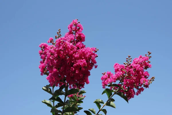 Flores Uma Árvore Murta Veludo Rosa Sob Céu Azul Profundo Imagem De Stock