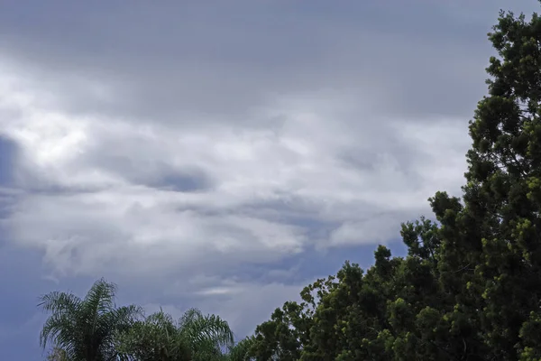 Storm Moln Efter Ett Regn Med Ett Träd Förgrunden — Stockfoto