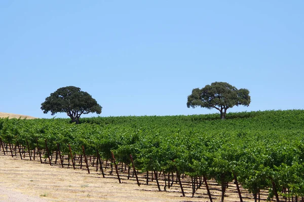 Viñedo Dos Árboles Dosel Ancho Bajo Cielo Azul Región Vinícola — Foto de Stock