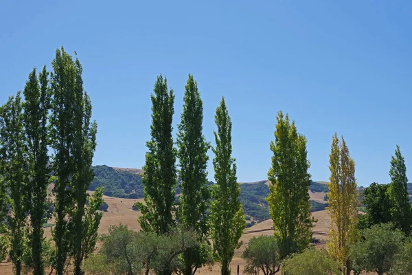 Βόρεια Καλιφόρνια Τοπίο Στην Κομητεία Σονόμα Μια Ζεστή Καλοκαιρινή Μέρα — Φωτογραφία Αρχείου