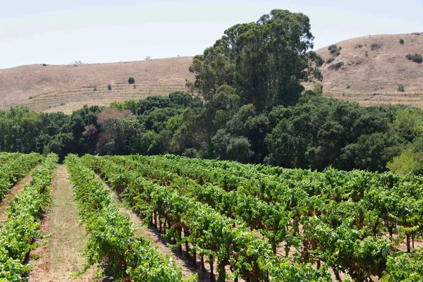 Viñedos Colinas Parches Bosques Zona Vinícola Del Norte California Napa — Foto de Stock