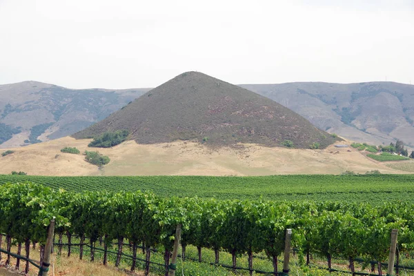 Viñedo Frente Una Montaña Calva Una Cresta Montaña Detrás Centro — Foto de Stock