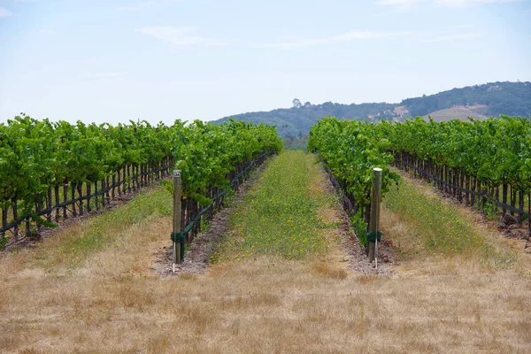 Vinhedo Califórnia Central Perto San Luis Obispo Uma Manhã Verão — Fotografia de Stock