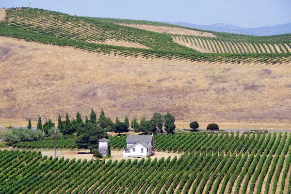 Viñedos Colinas Parches Bosques Zona Vinícola Del Norte California Napa — Foto de Stock