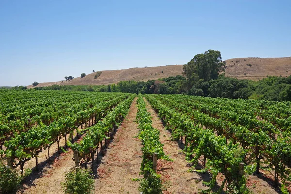 Panoramic View Central California Wine Country Landscape Rows Vine Plants Stock Image