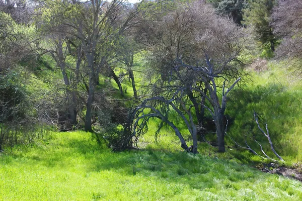 Paisagem Fresca Primavera Selvagem Verde Centro Califórnia — Fotografia de Stock