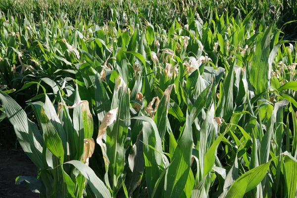 Close View Cornfield Tall Green Corn Plants Bright Sunny Autumn — Zdjęcie stockowe