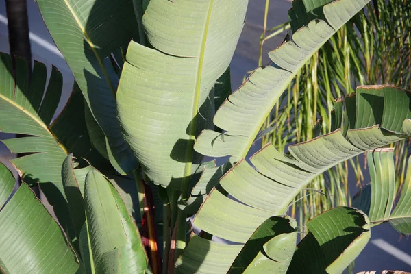 朝の雨の後の楽園植物の巨大な鳥のトップの葉のクローズアップビュー — ストック写真