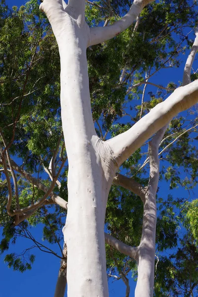 유칼립투스 나무의 줄기를 가까이 — 스톡 사진