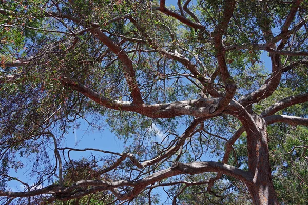 Vedere Directă Coroana Unui Copac Ficus Mare Niște Scoarță Peeling — Fotografie, imagine de stoc