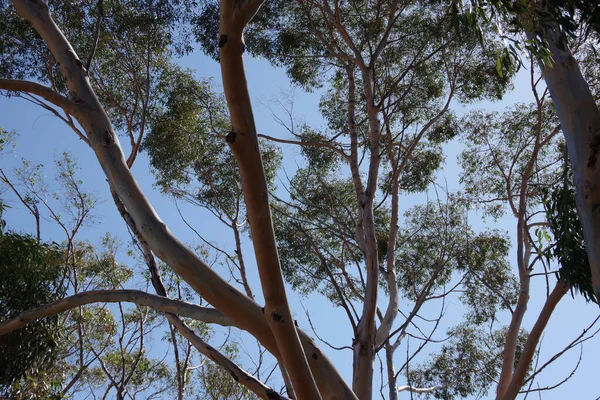캘리포니아 해안에서 가까운 아래있는 유칼립투스 나무의 바라봄 — 스톡 사진