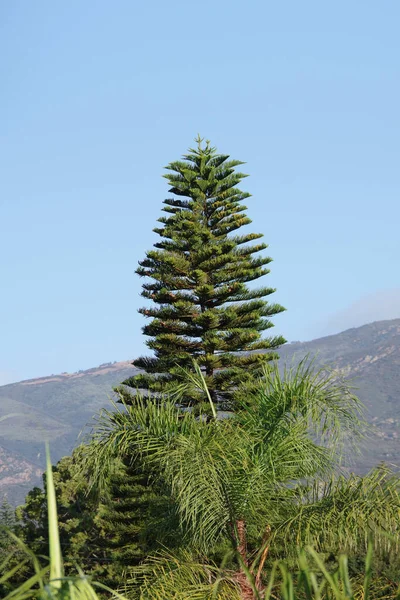 青空の下で目の前にヤシの木がある美しい背の高いノーフォーク松 — ストック写真