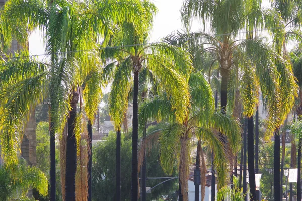 Вид Пальм Улицах Санта Барбары Калифорнии — стоковое фото