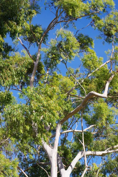 아래있는 유칼립투스 나무의 윗부분 비스듬 히내려다본 — 스톡 사진