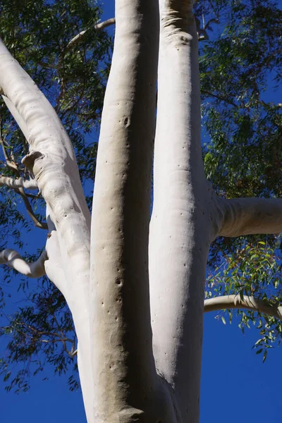Närbild Del Kal Eukalyptusstam — Stockfoto
