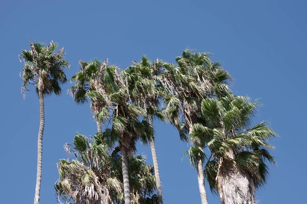 Large Group California Fan Palms Blue Sky — Stock Photo, Image