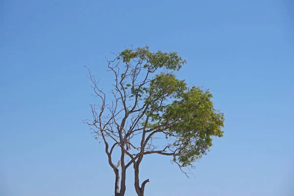 Canopy Uma Árvore Eucalipto Solitária Uma Praia Califórnia Sob Céu — Fotografia de Stock