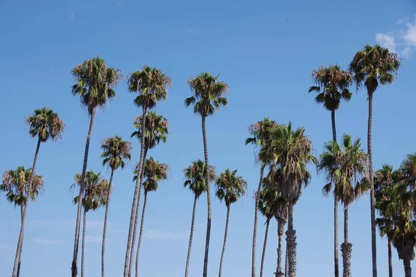 Kaliforniya Taraftar Palmiyeleri Santa Barbara Sahilinde Mavi Bir Yaz Gökyüzünün — Stok fotoğraf