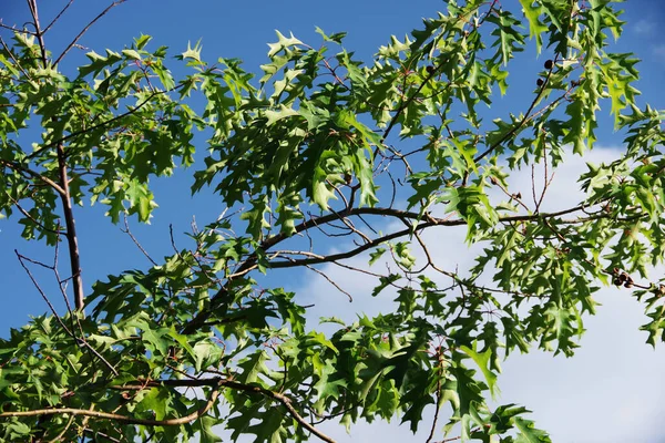 白い雲と青い空の下で高いシエラの若いオークの木の枝 — ストック写真