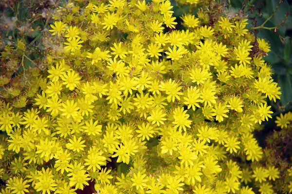 Nahaufnahme Vollbild Ansicht Einer Fülle Von Gelben Echeveria Blüten — Stockfoto