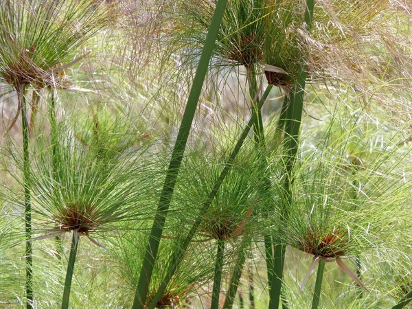 Papyrus Schilfpflanzen Stadtpark — Stockfoto