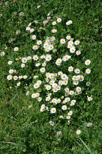 Vue Rapprochée Bouquet Marguerites Sauvages Dans Herbe — Photo