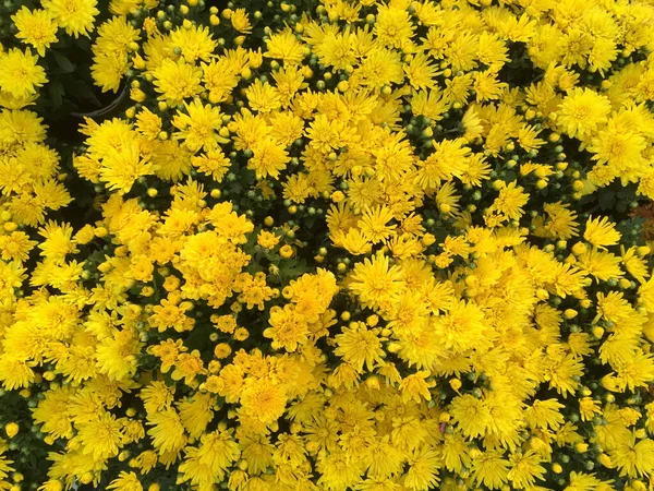 美しい花と黄色の黄金の菊の花 — ストック写真