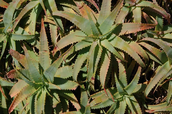 Close Full Frame View Των Αιχμηρών Δεντρόφυλλων Χυμωδών Φυτών Αλόης — Φωτογραφία Αρχείου