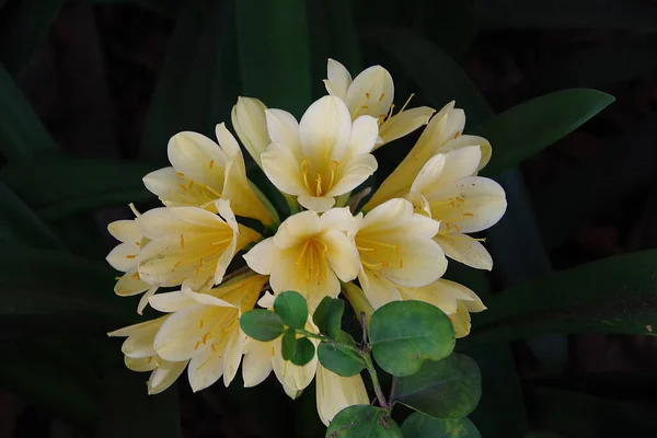 大きな黄色の白いクリビアの花のクローズアップビュー — ストック写真