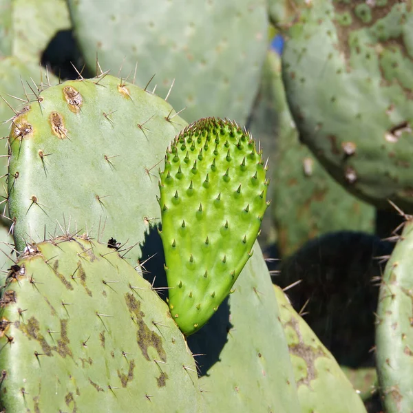 Leveles Szúrós Körte Kaktusz Friss Zöld Növekedéssel Kora Tavasszal — Stock Fotó