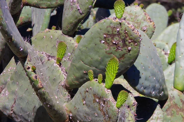 Cactus Pera Espinosa Hoja Con Crecimiento Verde Fresco Principios Primavera — Foto de Stock