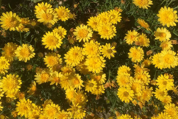 Повна Рамка Жовтого Daisy Chrysanthemums — стокове фото