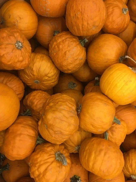 Small Orange Pumpkins Displayed Grocery Market — Stock Photo, Image