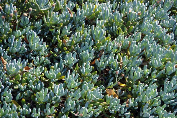 Senecio Mandraliscae Modrá Křída Tyčinky Šťavnaté Půdní Pokryv Rostlin Slunci — Stock fotografie