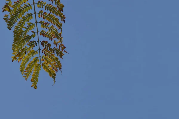 Jacaranda leaves under blue sky in early springtime