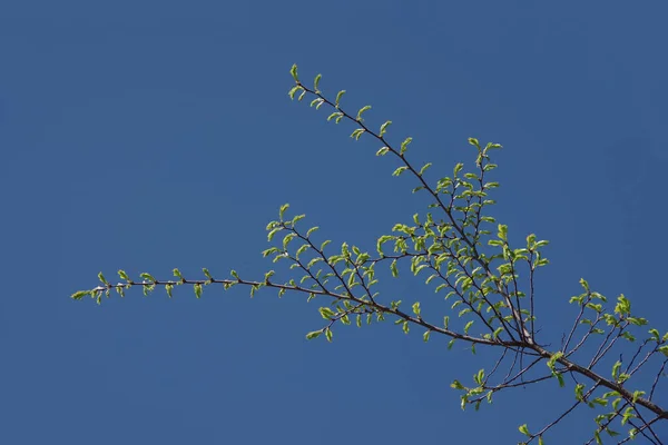 Tree Twigs Fresh Leaves Blue Sky Early Springtime — Stock Photo, Image
