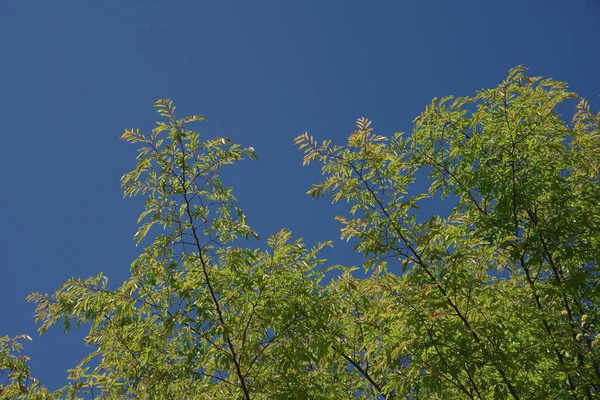 Tree Fresh Leaves Blue Sky Early Springtime — Stock Photo, Image