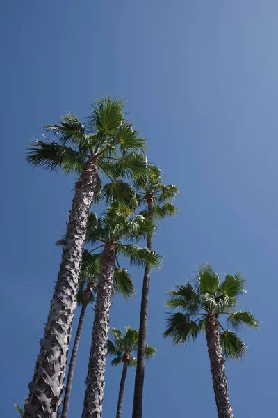 California Fan Palms Santa Barbara Blue Sky — Stock Photo, Image