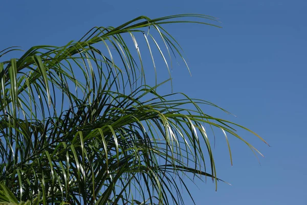 Palmbladeren Onder Blauwe Zuid Californische Hemel — Stockfoto
