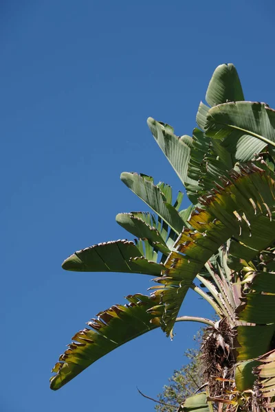 Liście Olbrzymiego Rajskiego Ptaka Strelitzia Roślin Pod Błękitnym Niebem — Zdjęcie stockowe