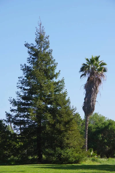 Baharda Güney Kaliforniya Parkının Yeşil Çimenli Manzarası Büyük Bir Çam — Stok fotoğraf