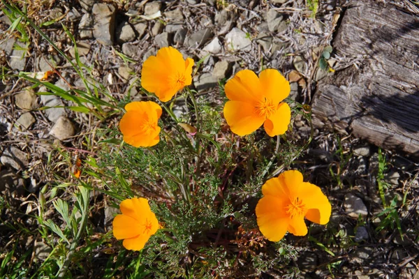 Papaveri Oro Selvatici Della California Primavera — Foto Stock