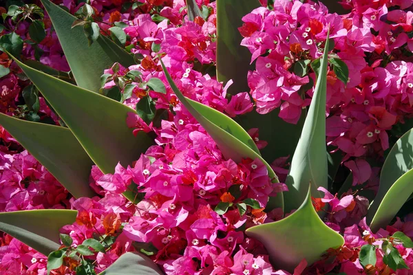 꽃피는 꽃봉오리 식물에 둘러쌓여 — 스톡 사진
